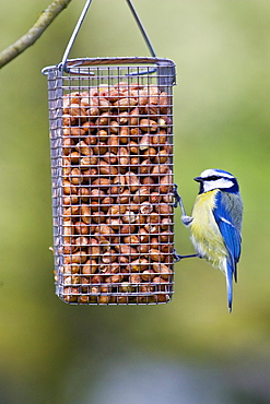 Blue Tit perched on a birdfeeder, The Cotswolds, United Kingdom