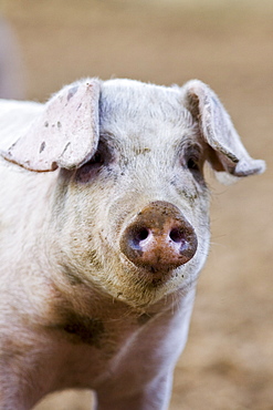 Gloucester Old Spot pig, Gloucestershire, United Kingdom