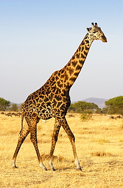 Adult giraffe, Grumeti, Tanzania