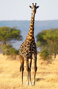 Adult giraffe in Grumeti, Tanzania