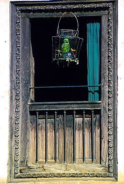 Caged parrot in window, Patan, Nepal. Avian flu (Bird flu virus) might affect caged birds.