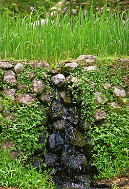 Rice Terrace Irrigation Channel, Philippines