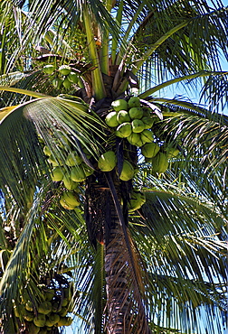 Coconut tree, Philippines