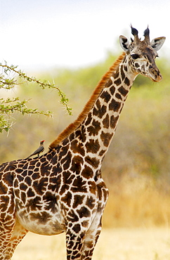 Giraffe, Grumeti, Tanzania