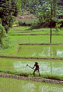 A man working in the paddy  fields near Kandy, Sri Lanka