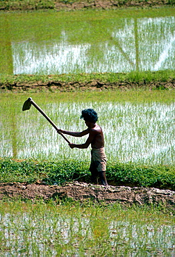 A man working in the paddy  fields near Kandy, Sri Lanka