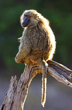 An Olive baboon sitting on a branch. Grumeti, Tanzania