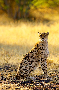 Cheetah, Grumeti, Tanzania, East Africa