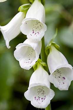 Foxgloves in a country garden, Swinbrook, Oxfordshire, United Kingdom