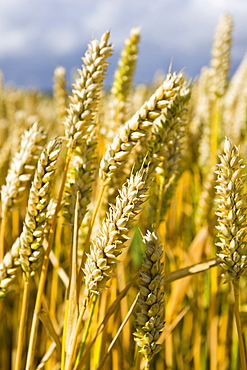 Wheat field in Marlborough Downs, Wiltshire, England, United Kingdom