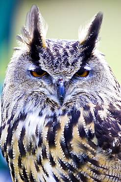 European Eagle Owl, Charlton Park, Wiltshire, England, United Kingdom