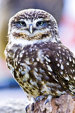 British Little Owl, Charlton Park, Wiltshire, England, United Kingdom