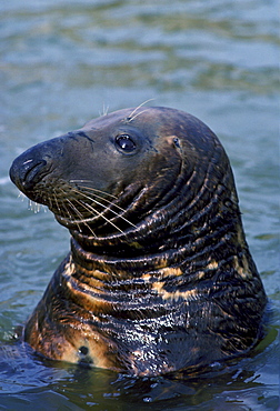 Seal at the National Seal Sanctuary at Gweek in the Helford Estuary, Cornwall, UK.