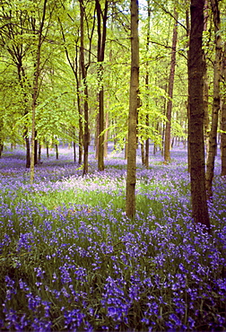 Bluebells in wood in  Buckinghamshire, England