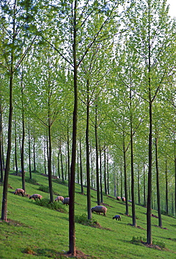 Sheep in woodland, Herefordshire, UK.