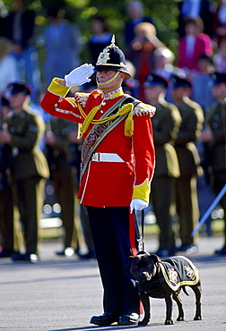 Staffordshire Bull Terrier dog mascot alongside soldier from South Staffordshire Regiment saluting, Shrewsbury, England