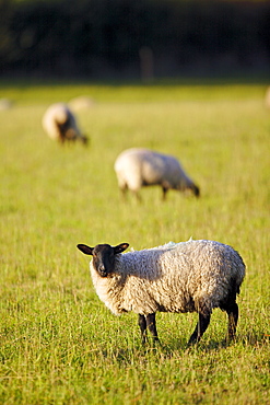 Blackfaced sheep grazing in Oxfordshire, United Kingdom