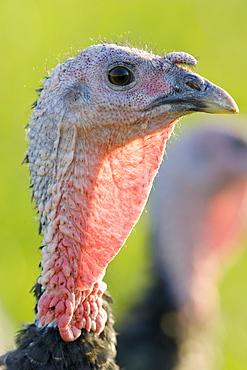 Free-range Norfolk bronze turkey at Sheepdrove Organic Farm , Lambourn, England