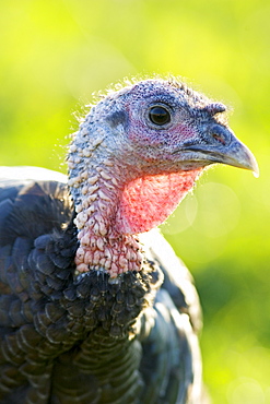 Free-range Norfolk bronze turkey at Sheepdrove Organic Farm , Lambourn, England