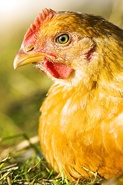 Free-range chicken of breed  Isa 257 at Sheepdrove Organic Farm , Lambourn, England