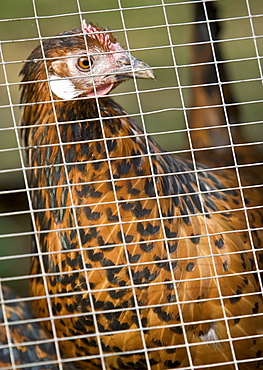 Chicken penned inside a hen house, Cotswolds, United Kingdom.   If Avian Flu (Bird Flu) spreads from Europe all poultry may be forced indoors.