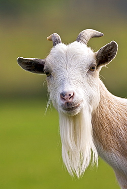 Free-range goat, Cotswolds, United Kingdom.