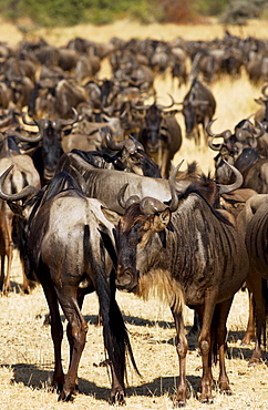 Herd of migrating Blue Wildebeest, Grumeti, Tanzania