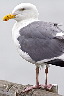 Greater Black-Backed Gull by San Francisco bay, California, United States of America