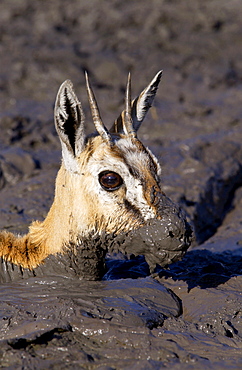 Young Thomsons Gazelle stuck in the mud of a  drying river bed, Grumeti area, Tanzania