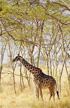 Giraffe, Grumeti, Tanzania