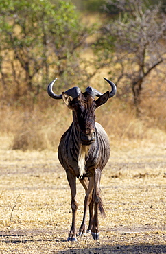 A Blue Wildebeest, Grumeti, Tanzania