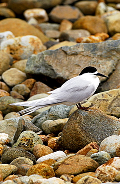 White-fronted tern (Sterna Striata)  in North Island, New Zealand