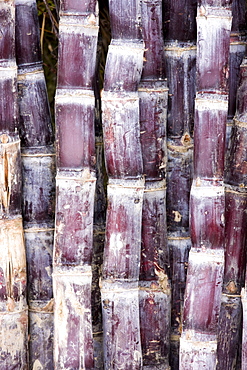 Sugar canes, Guilin, China