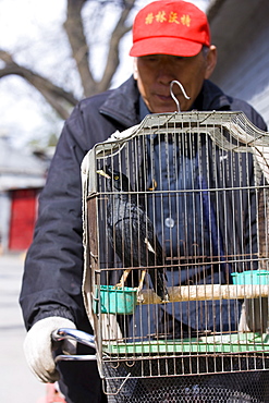 Elderly man cycles with a caged Mynah bird on the front of his bicycle in the Hutongs area, Beijing, China