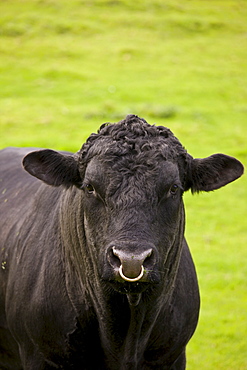 Black bull with ring through nose in paddock meadow in The Cotswolds, Oxfordshire, England, United Kingdom