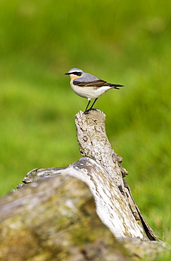 Male Wheatear bird, Oenanthe oenanthe,  on old log in Gloucestershire, UK