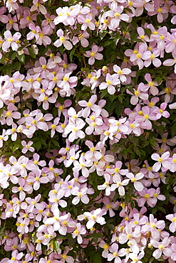 Clematis Montana Elizabeth, covers a wall in Gloucestershire, England, United Kingdom