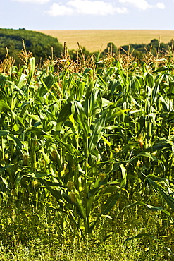 Maize crop in Foy, Herefordshire, England, United Kingdom