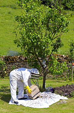 Beekeeper gathering swam of honey bees from a plum tree in the Cotswolds, UK