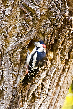 Great Spotted Woodpecker makes nesting hole in Poplar tree , Hampstead, London, United Kingdom