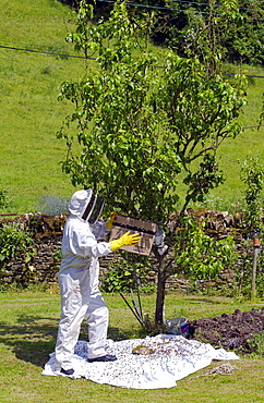 Beekeeper gathering swam of honey bees from a plum tree in the Cotswolds, UK