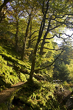 Footpath at Aira Beck in the Lake District, England, United Kingdom