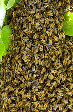 Honey bees swarming in a plum tree in the Cotswolds, UK