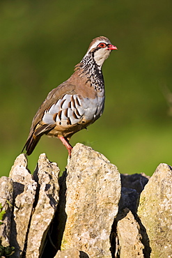 Red-legged partridge also known as French partridge on  dry stone wall in The Cotswolds, Oxfordshire, England, UK