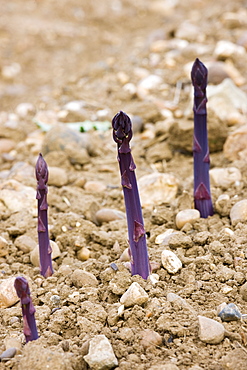 Purple asparagus spears growing in stony ground in the Vale of Evesham, Worcestershire, England, United Kingdom