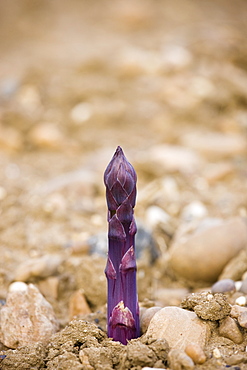 Purple Asparagus spear growing in stony ground at Revills Farm in the Vale of Evesham, Worcestershire, UK