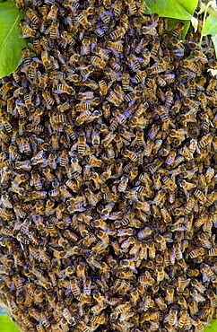 Honey bees swarming in a plum tree in the Cotswolds, UK