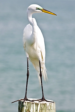 Great White Egret, Ardea alba, also known as the Great Egret or Common Egret on Anna Maria, Island, Florida, USA