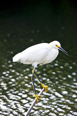 Yellow-footed Snowy Egret, Egretta Thula, in glade in the Florida Everglades, United States of America