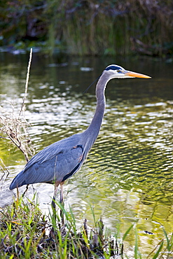 Great Blue Heron, Ardea herodias, on riverbank in the Everglades, Florida, USA